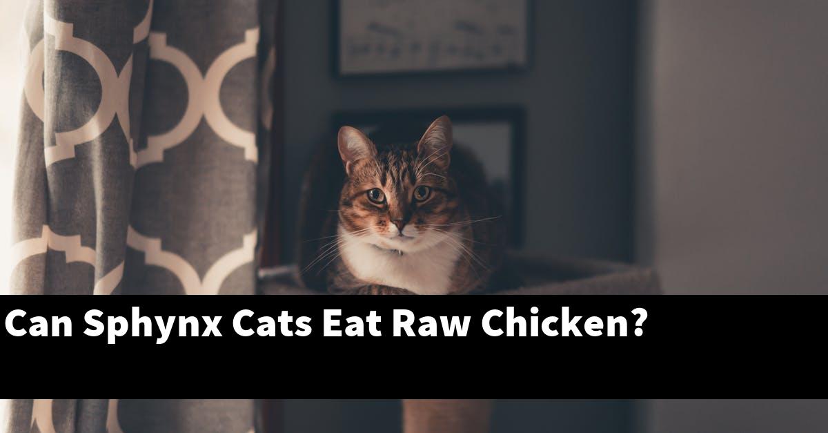Can Sphynx Cats Eat Raw Chicken?