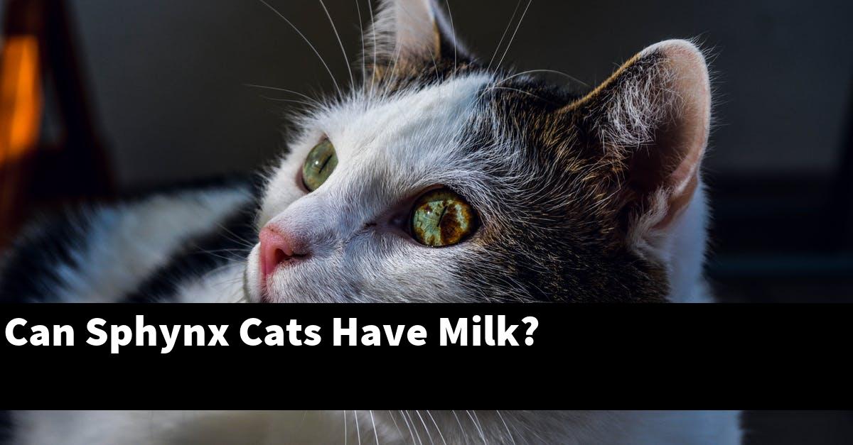 Can Sphynx Cats Have Milk?