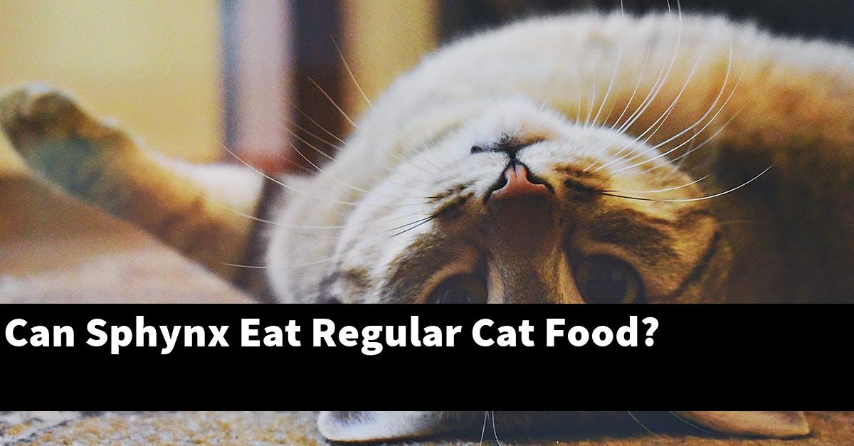Can Sphynx Eat Regular Cat Food?