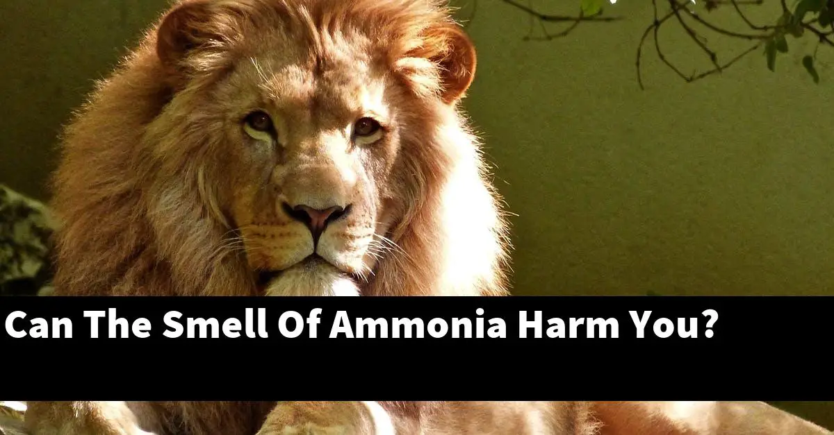 Can The Smell Of Ammonia Harm You?