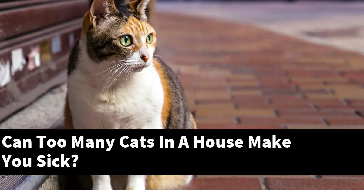 Can Too Many Cats In A House Make You Sick?