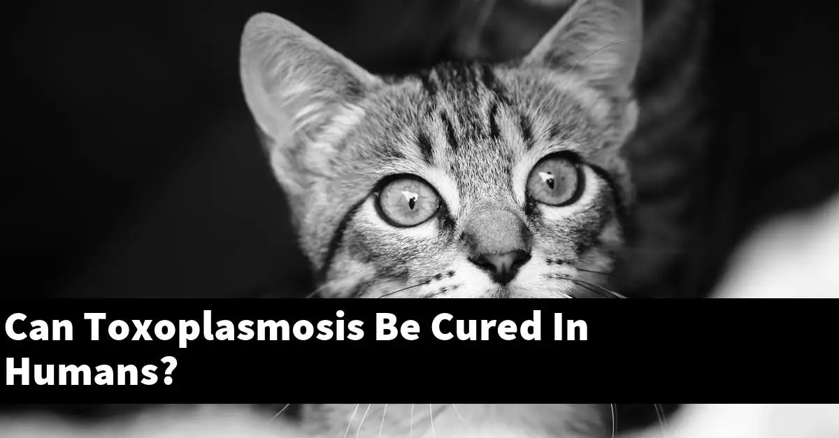 Can Toxoplasmosis Be Cured In Humans?