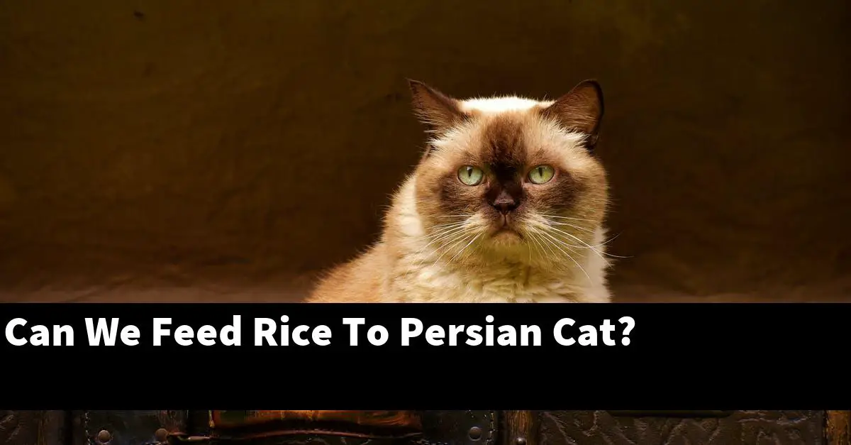 Can We Feed Rice To Persian Cat?