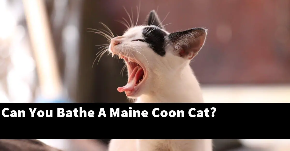 Can You Bathe A Maine Coon Cat?