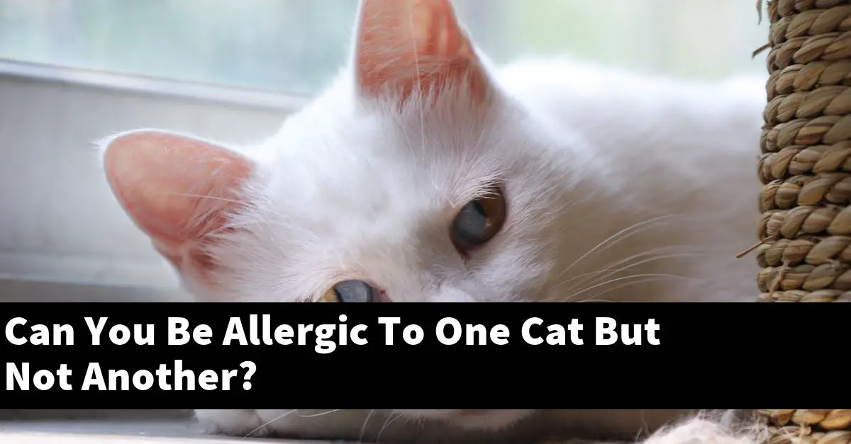 Can You Be Allergic To One Cat But Not Another?