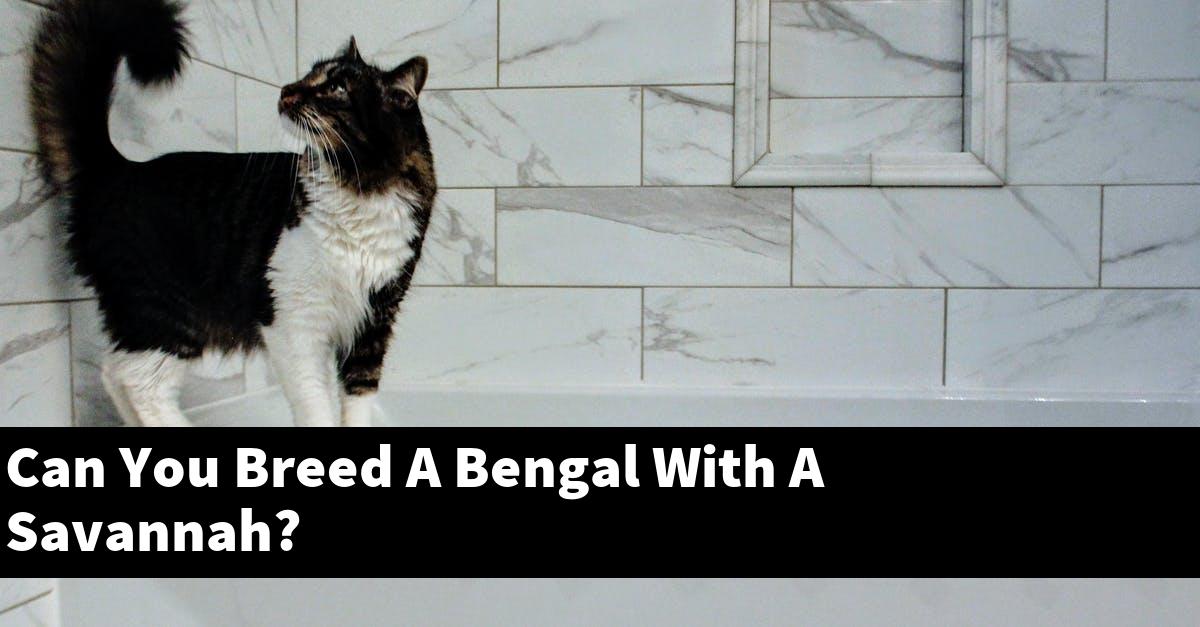 Can You Breed A Bengal With A Savannah?