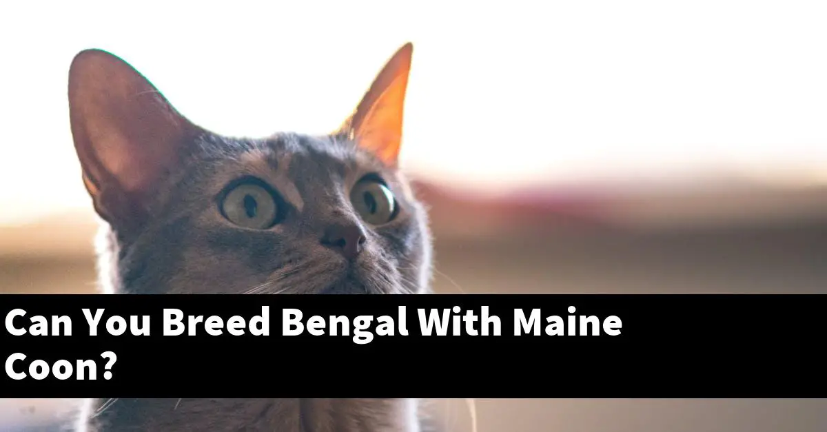 Can You Breed Bengal With Maine Coon?