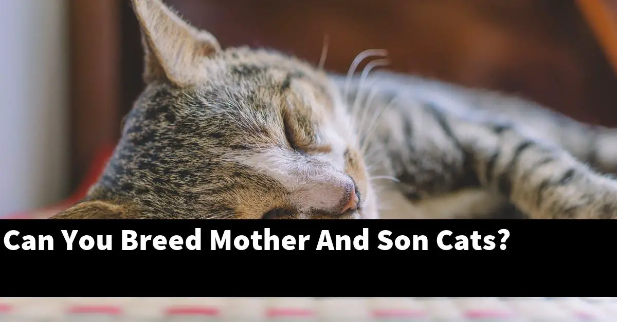 Can You Breed Mother And Son Cats?