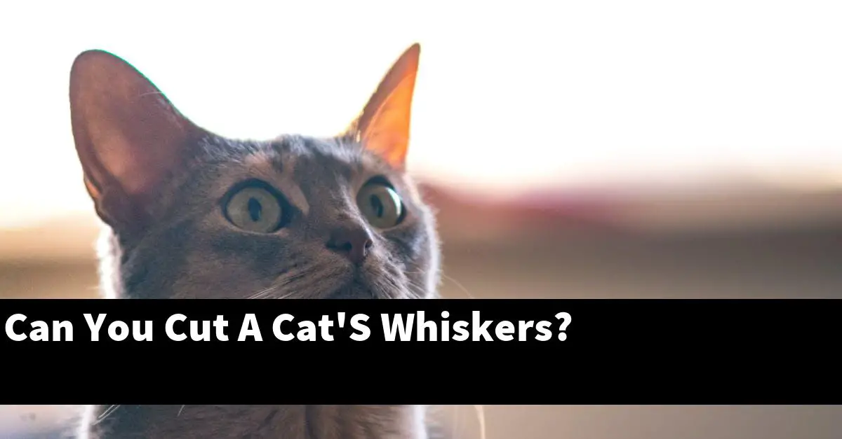 Can You Cut A Cat'S Whiskers?