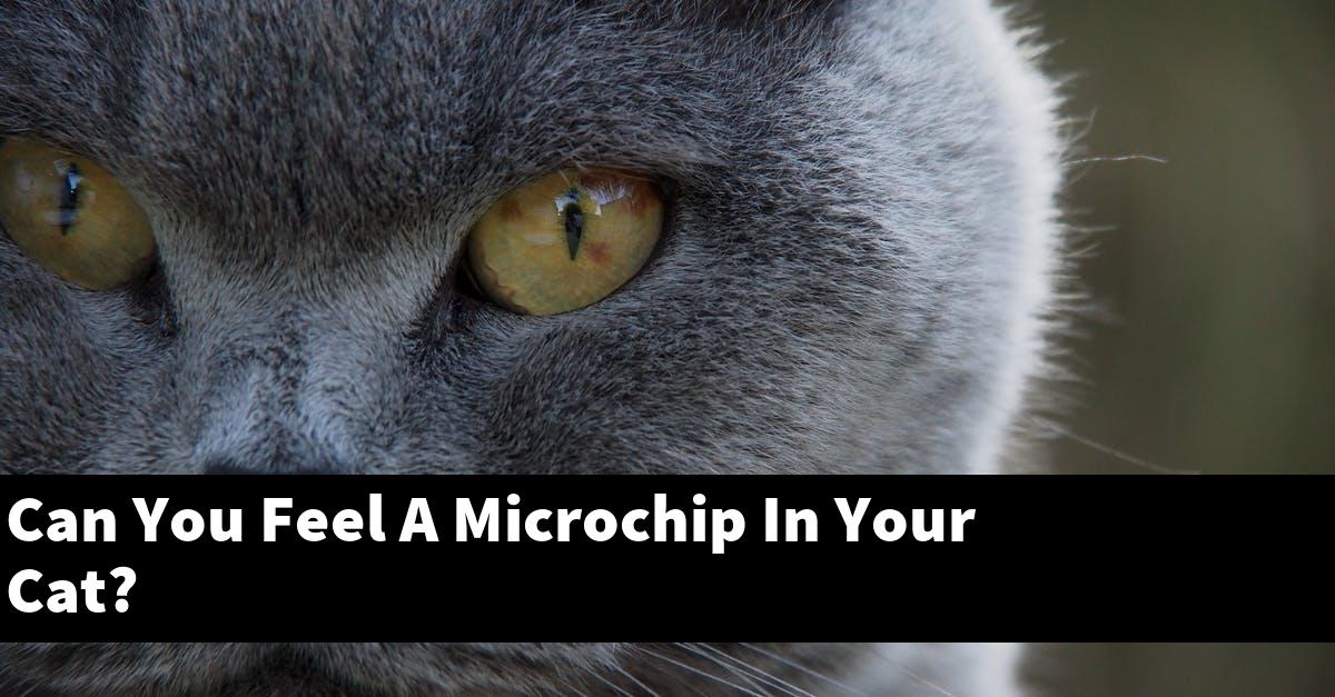 Can You Feel A Microchip In Your Cat?