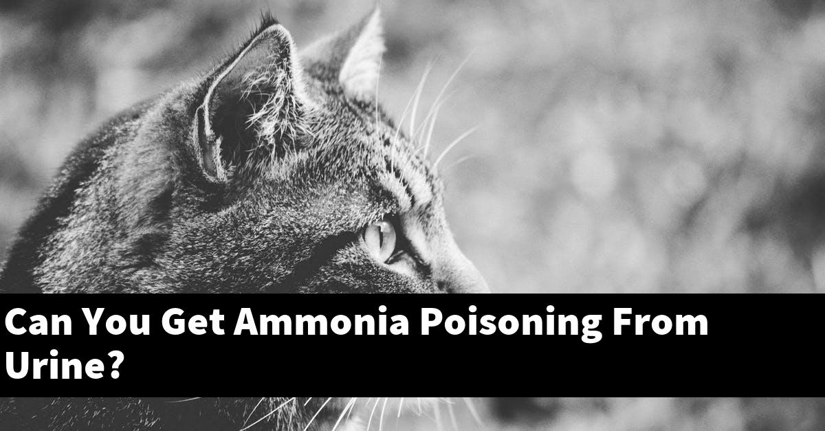 Can You Get Ammonia Poisoning From Urine?