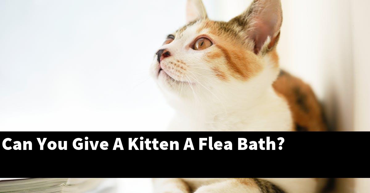 Can You Give A Kitten A Flea Bath?