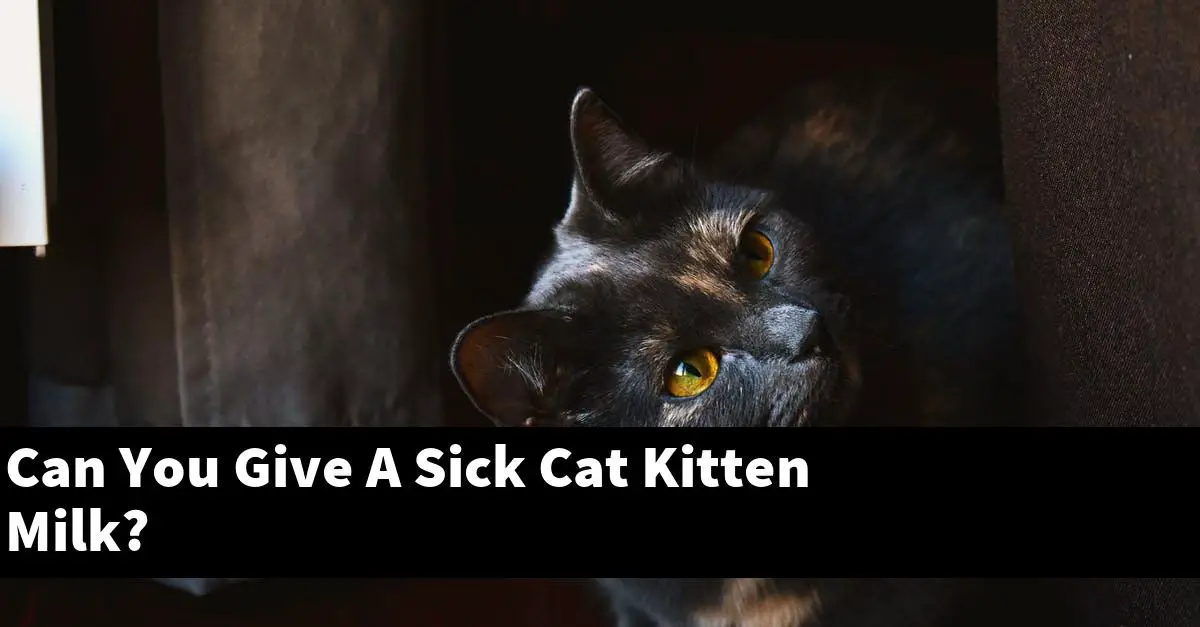 Can You Give A Sick Cat Kitten Milk?