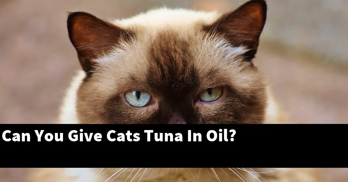 Can You Give Cats Tuna In Oil?