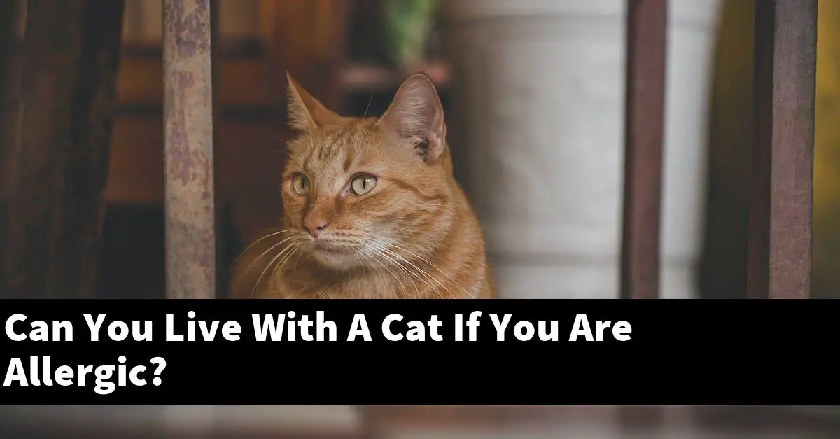 Can You Live With A Cat If You Are Allergic?