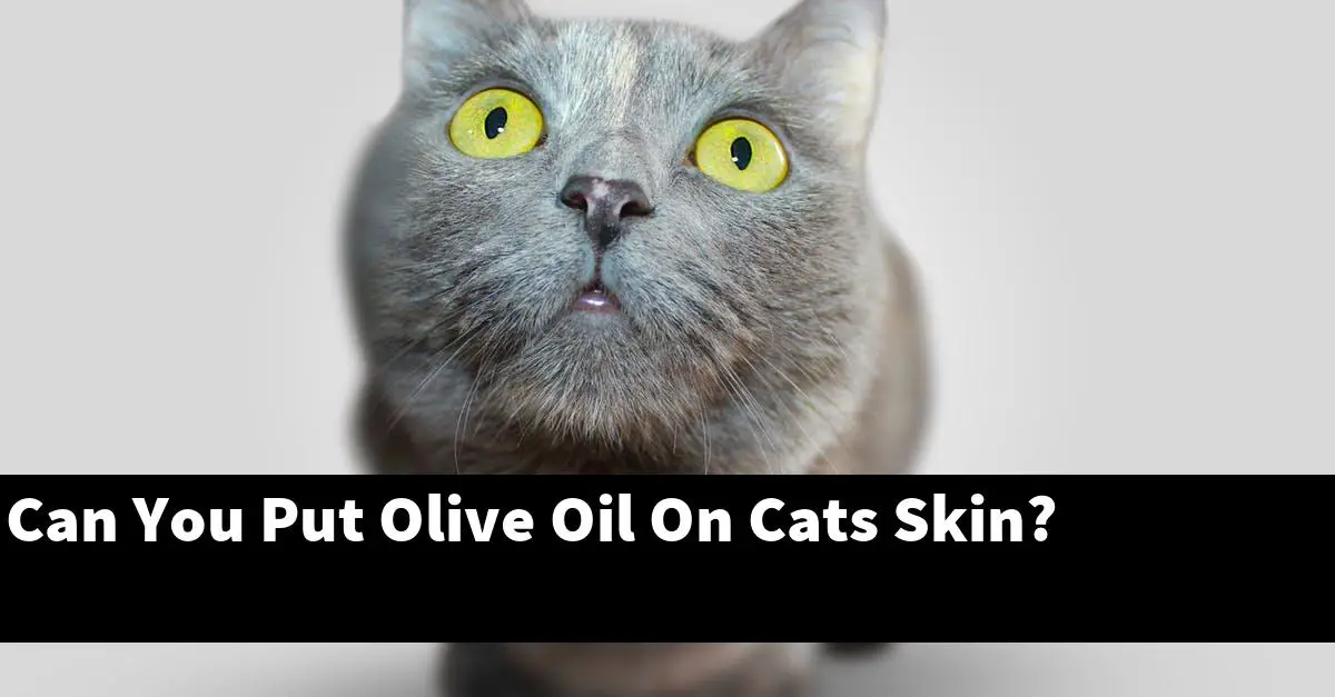 Can You Put Olive Oil On Cats Skin?