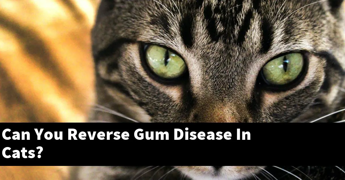 Can You Reverse Gum Disease In Cats?