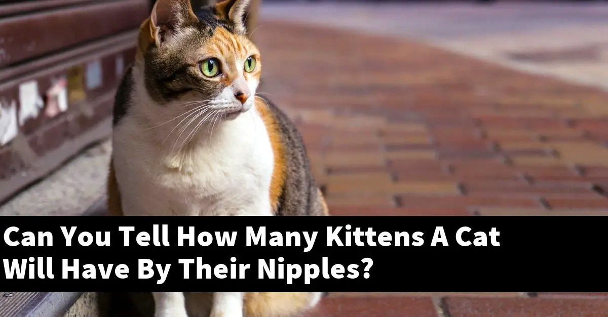 Can You Tell How Many Kittens A Cat Will Have By Their Nipples?
