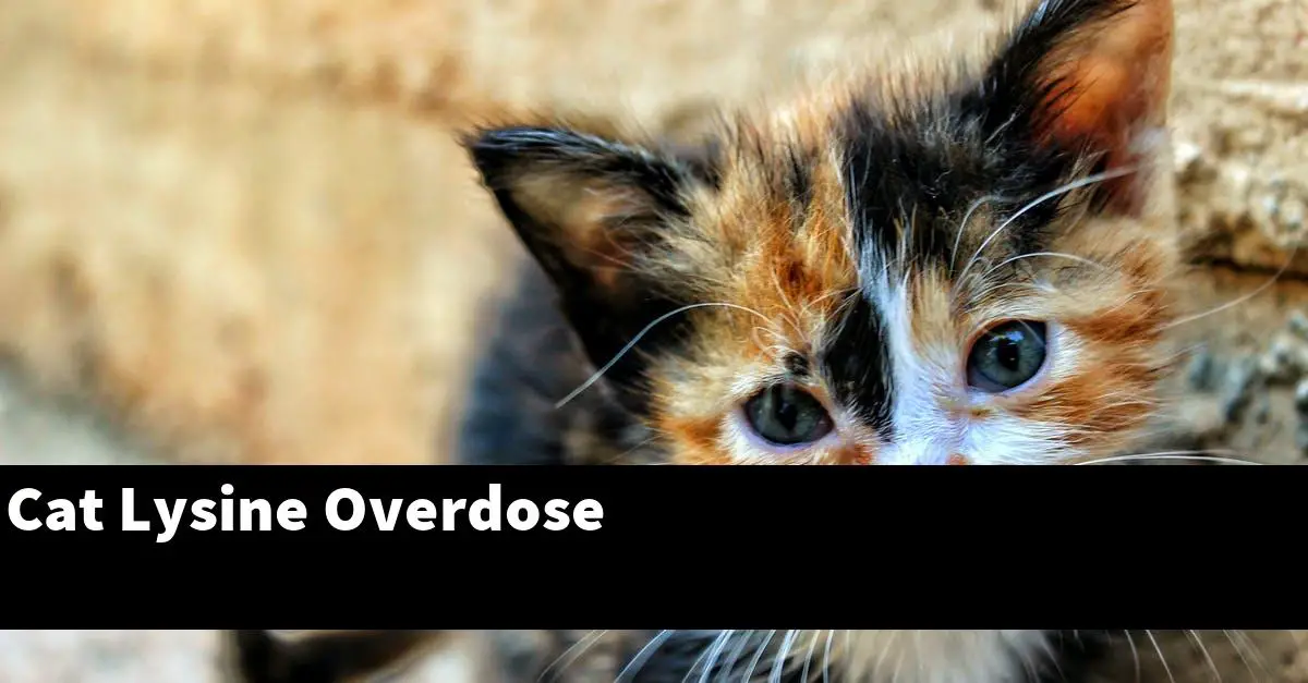 Cat Lysine Overdose