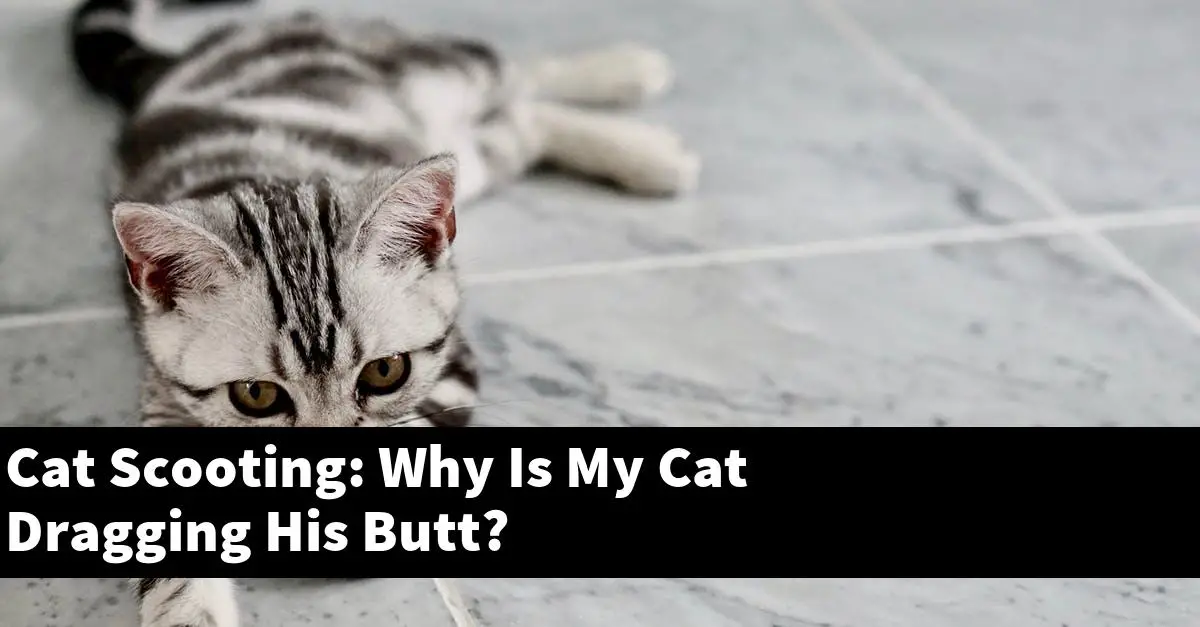 Cat Scooting: Why Is My Cat Dragging His Butt?