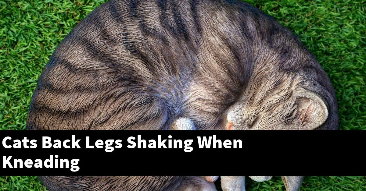 Cats Back Legs Shaking When Kneading