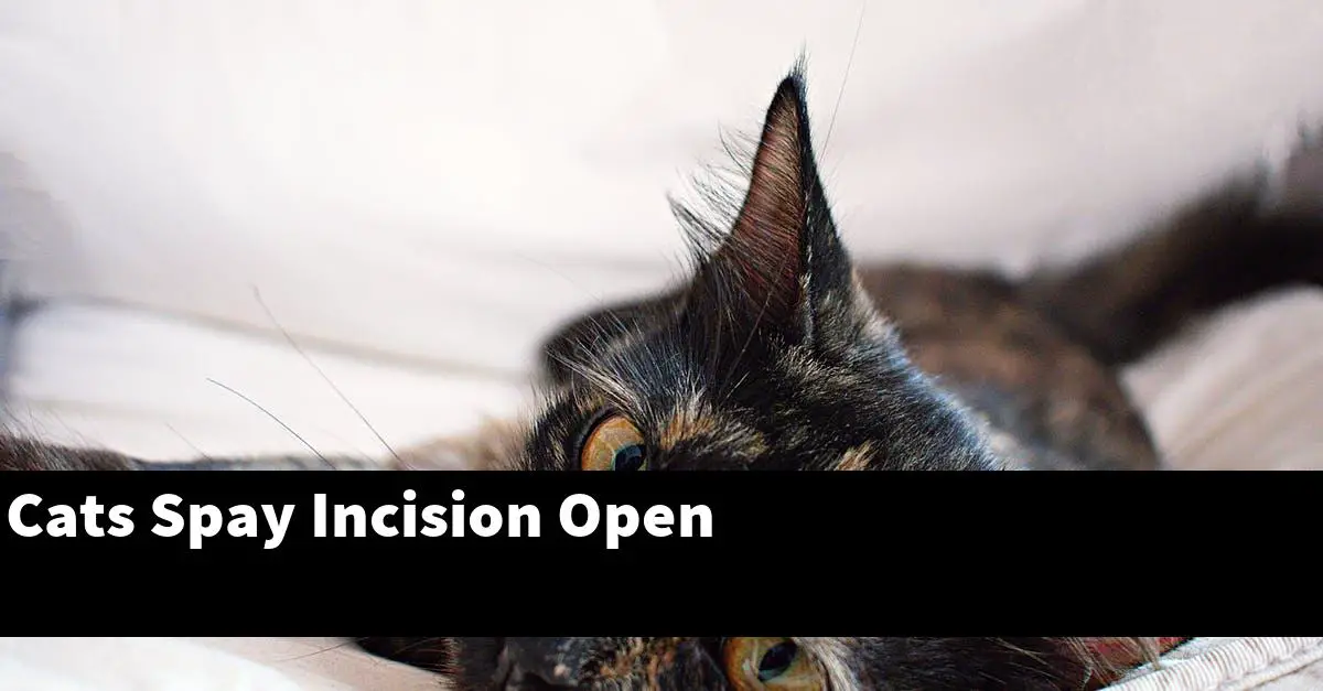 Cats Spay Incision Open