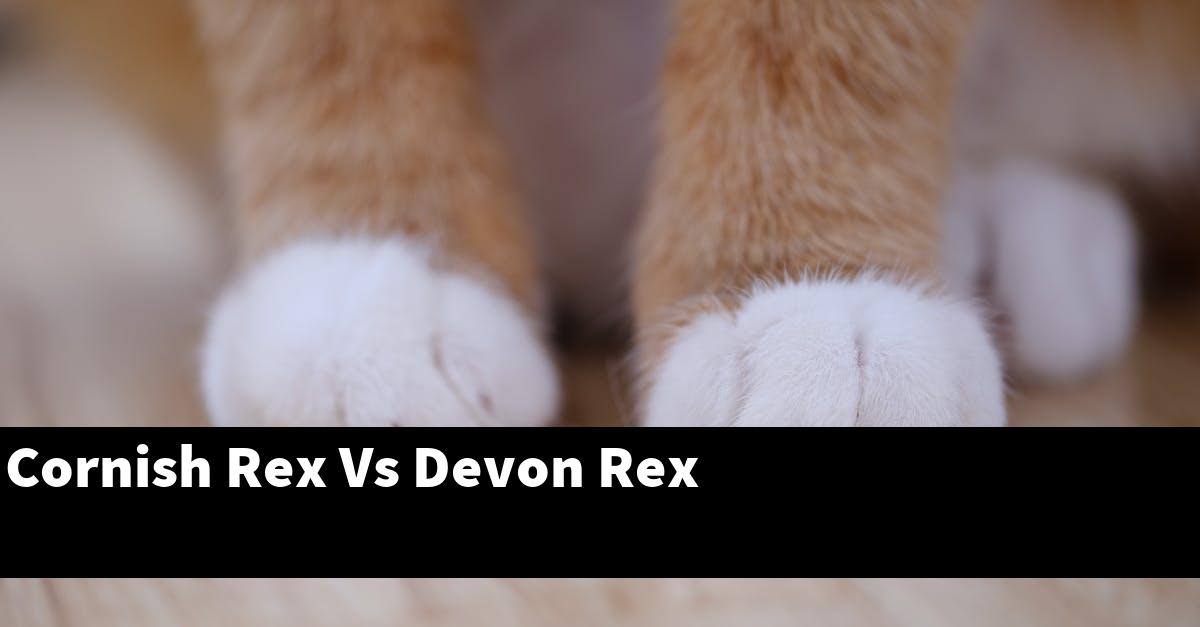 Cornish Rex Vs Devon Rex