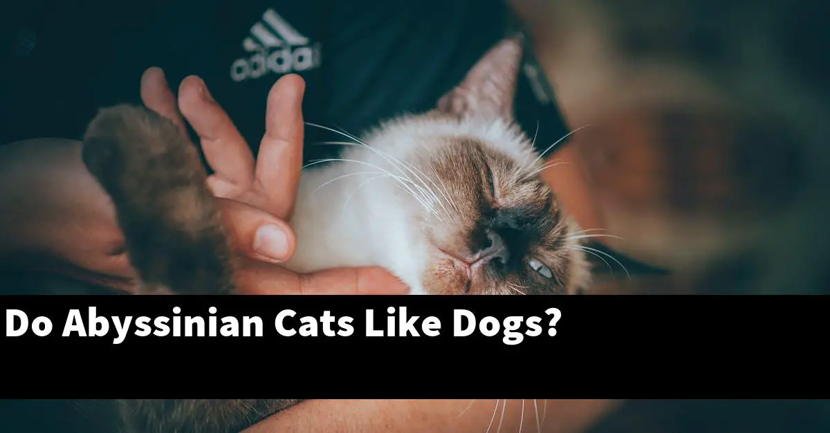 Do Abyssinian Cats Like Dogs?