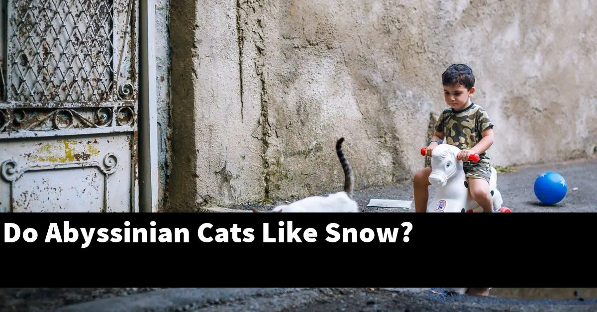 Do Abyssinian Cats Like Snow?