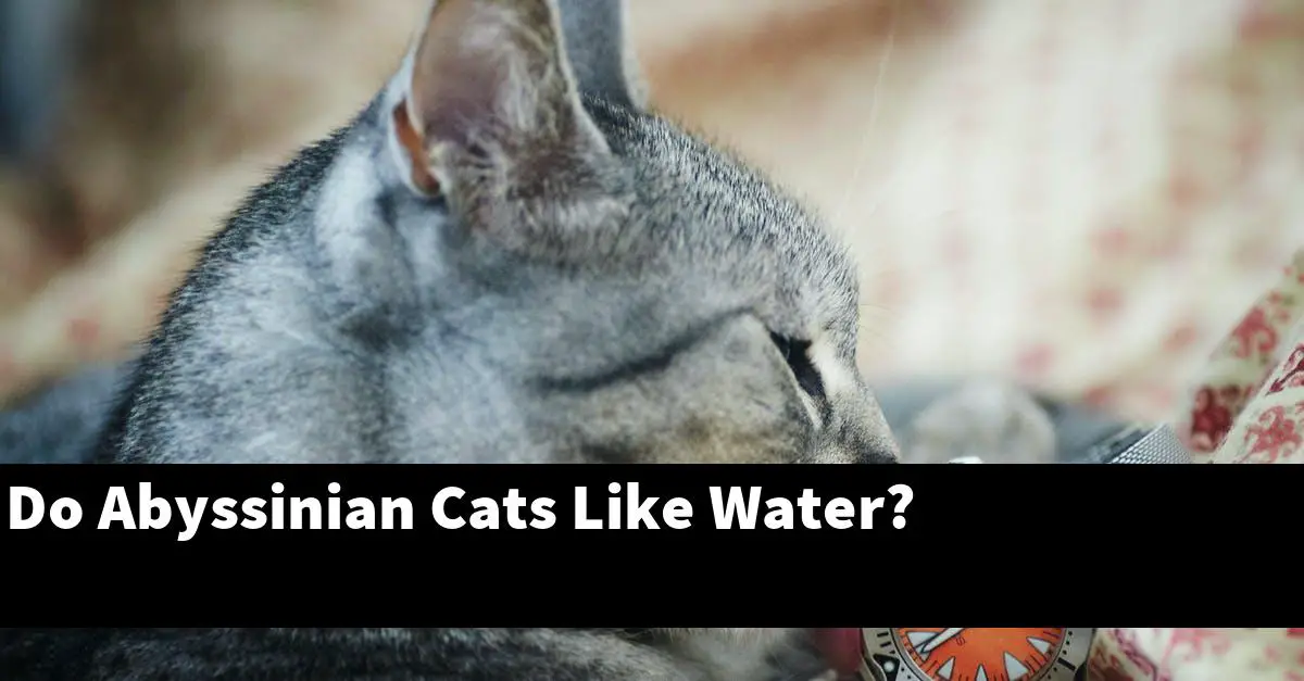 Do Abyssinian Cats Like Water?