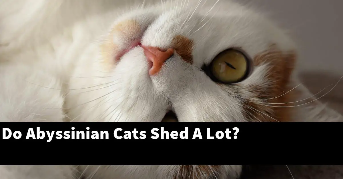 Do Abyssinian Cats Shed A Lot?
