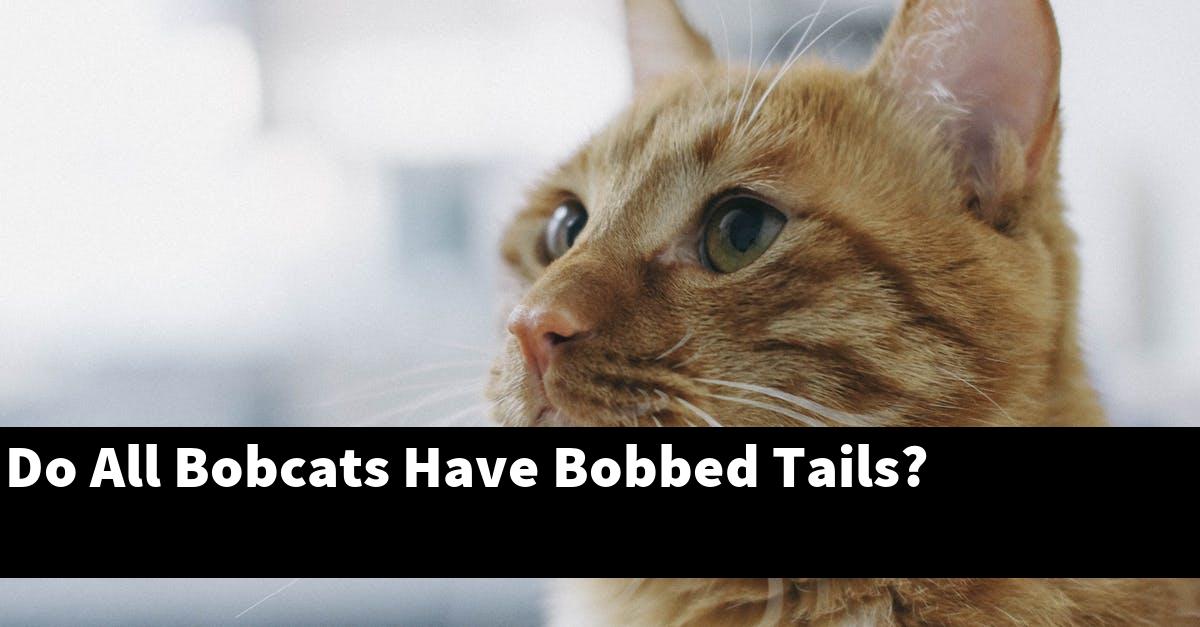 Do All Bobcats Have Bobbed Tails?