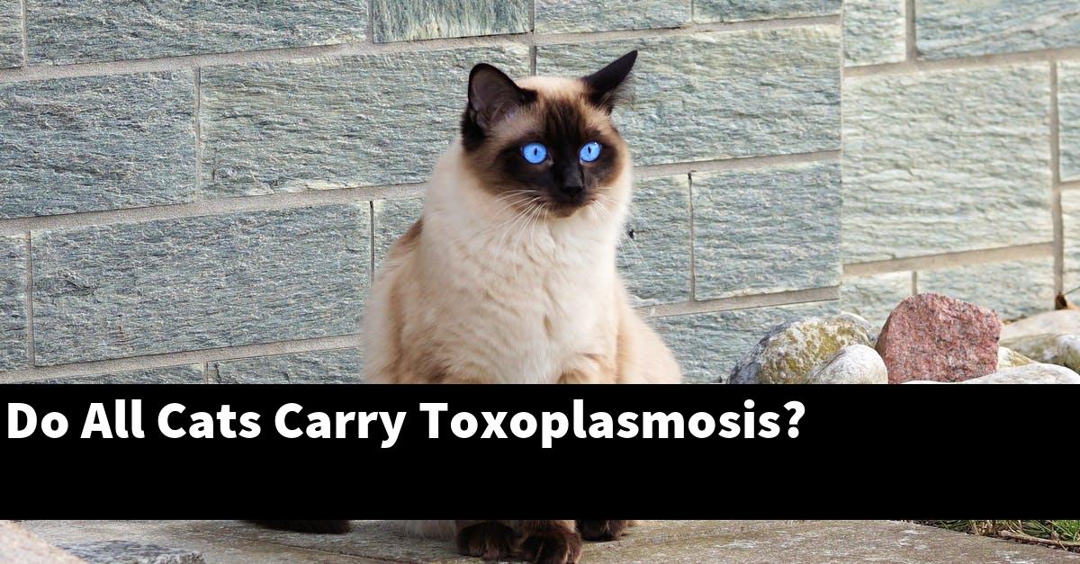 Do All Cats Carry Toxoplasmosis?