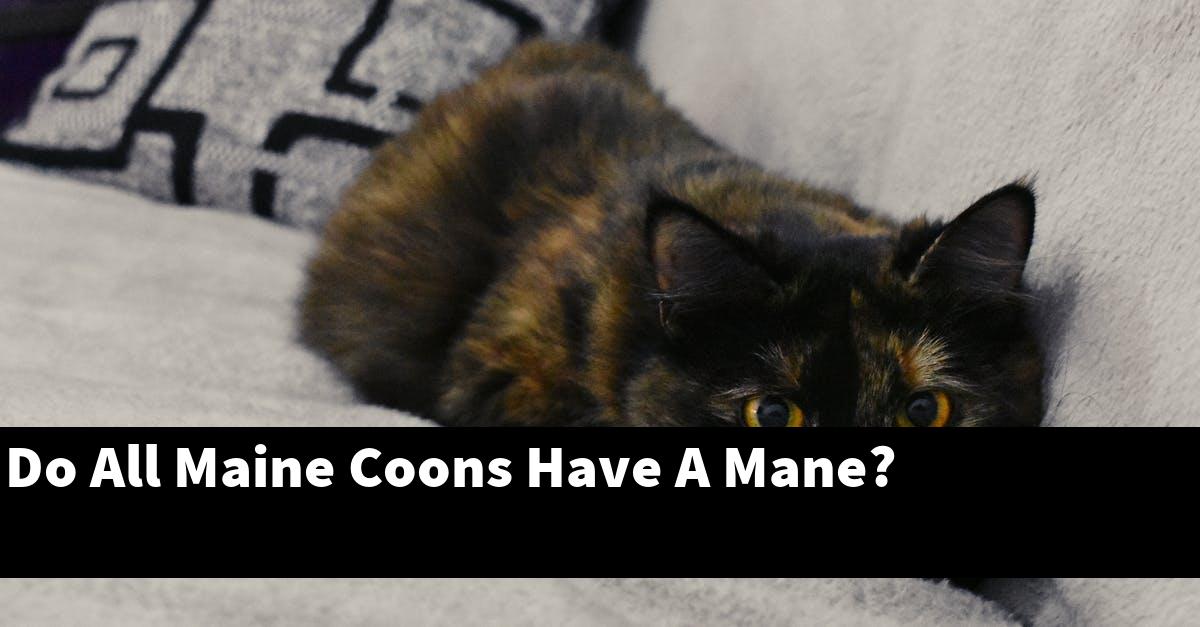 Do All Maine Coons Have A Mane?