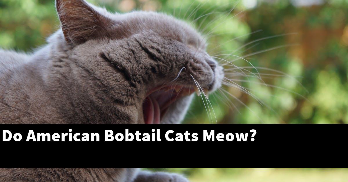 Do American Bobtail Cats Meow?