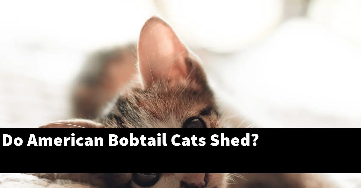 Do American Bobtail Cats Shed?
