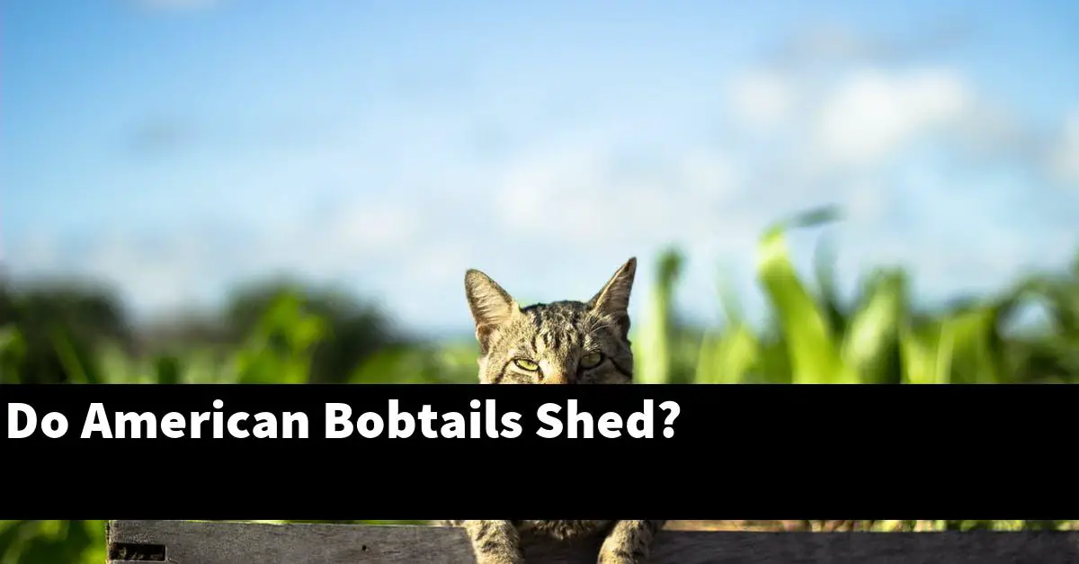 Do American Bobtails Shed?