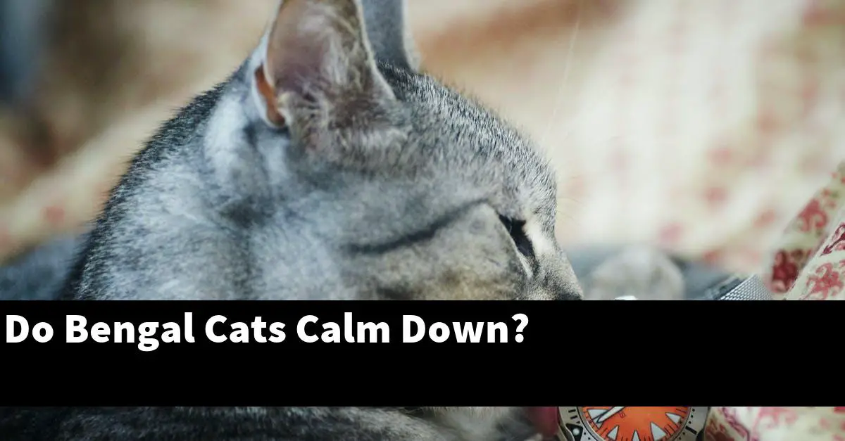 Do Bengal Cats Calm Down?