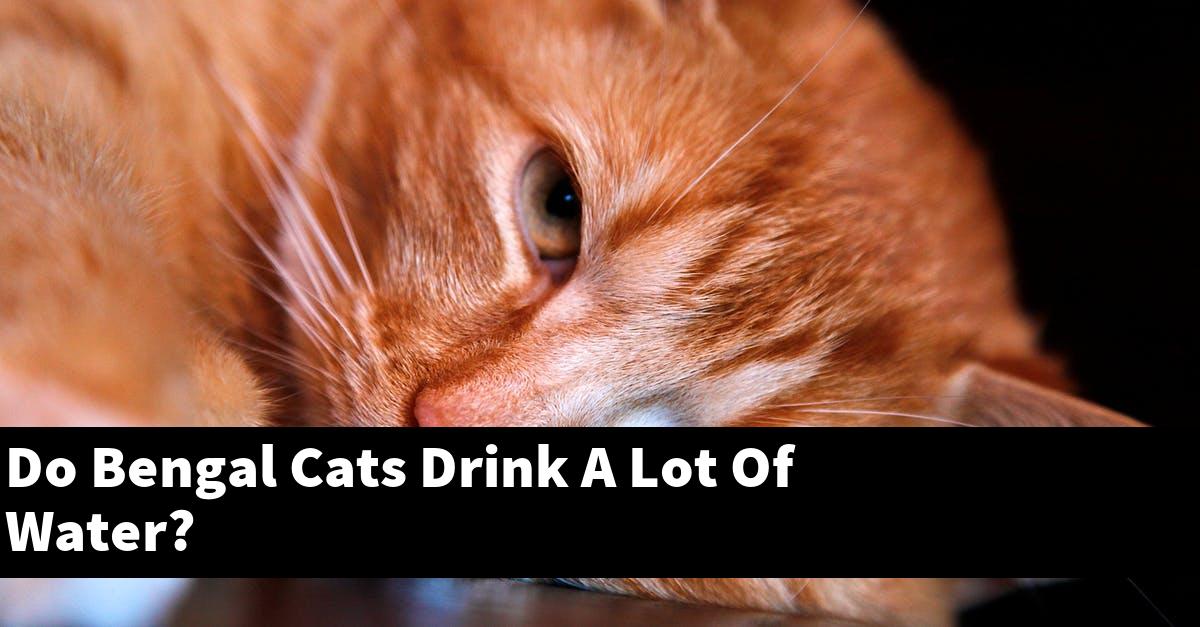 Do Bengal Cats Drink A Lot Of Water?