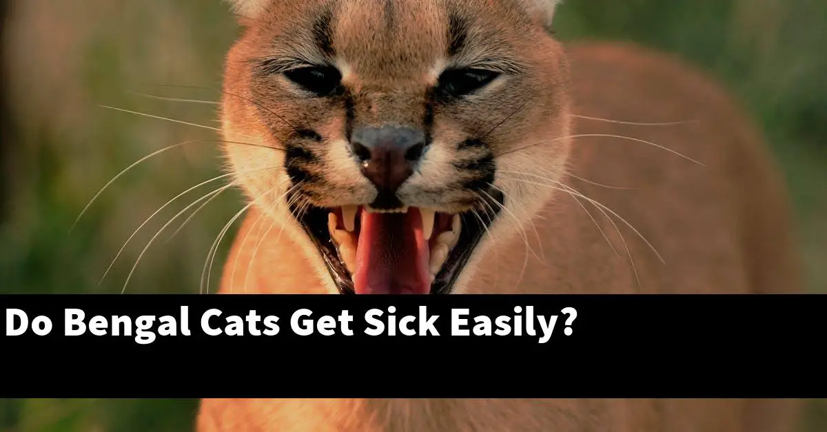 Do Bengal Cats Get Sick Easily?