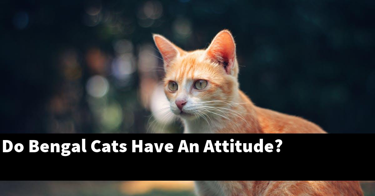 Do Bengal Cats Have An Attitude?