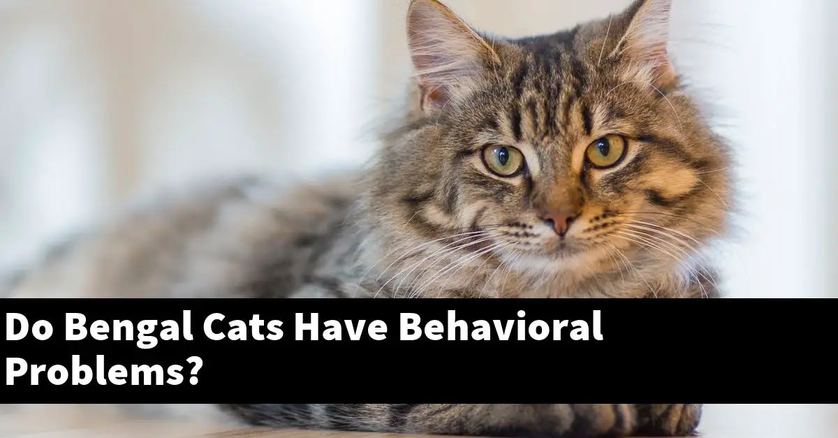 Do Bengal Cats Have Behavioral Problems?