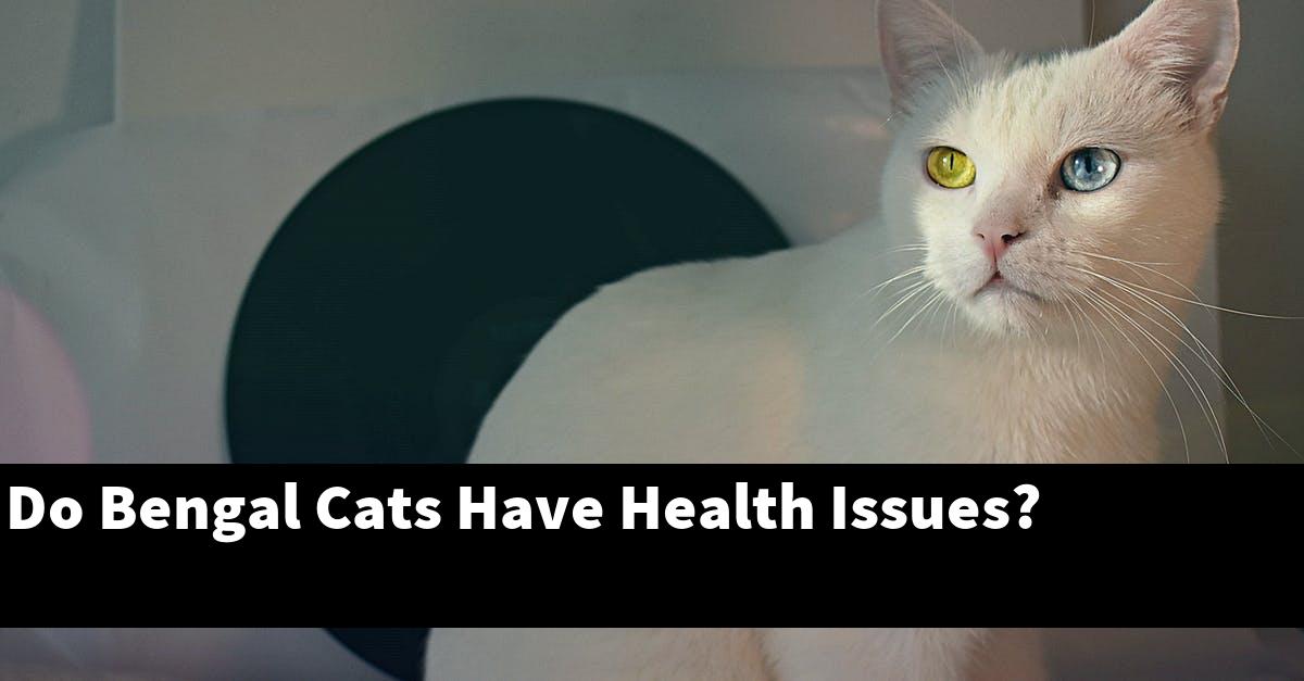 Do Bengal Cats Have Health Issues?