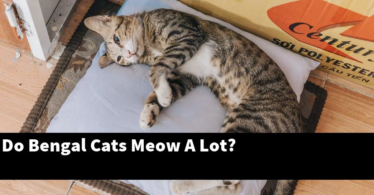Do Bengal Cats Meow A Lot?