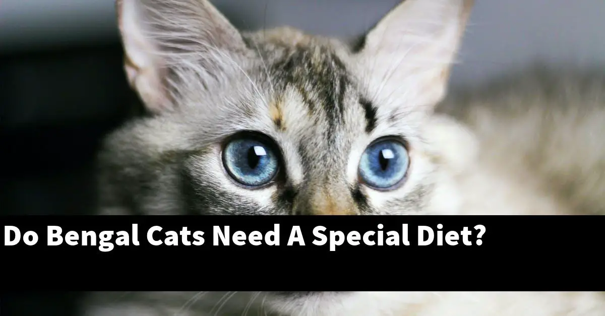 Do Bengal Cats Need A Special Diet?