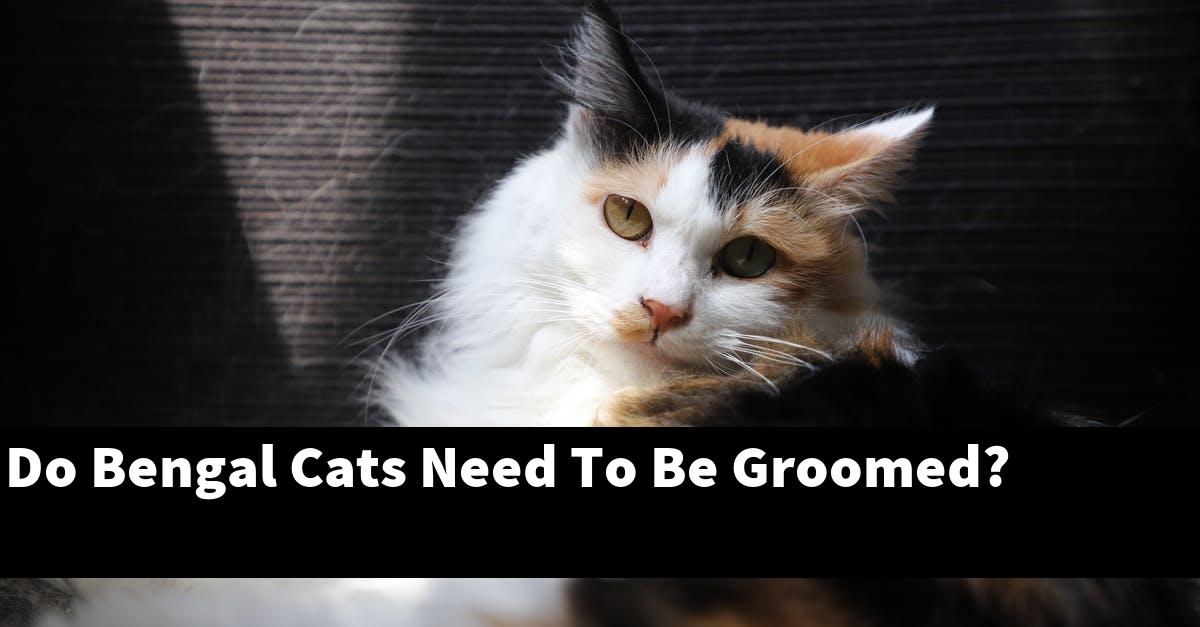 Do Bengal Cats Need To Be Groomed?