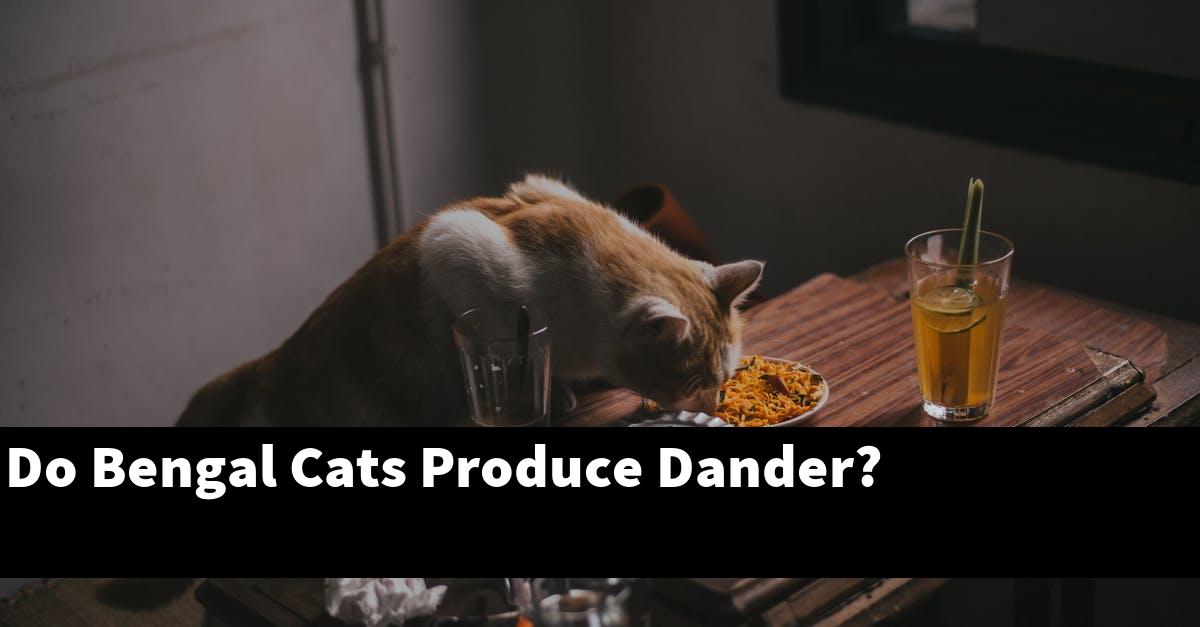 Do Bengal Cats Produce Dander?
