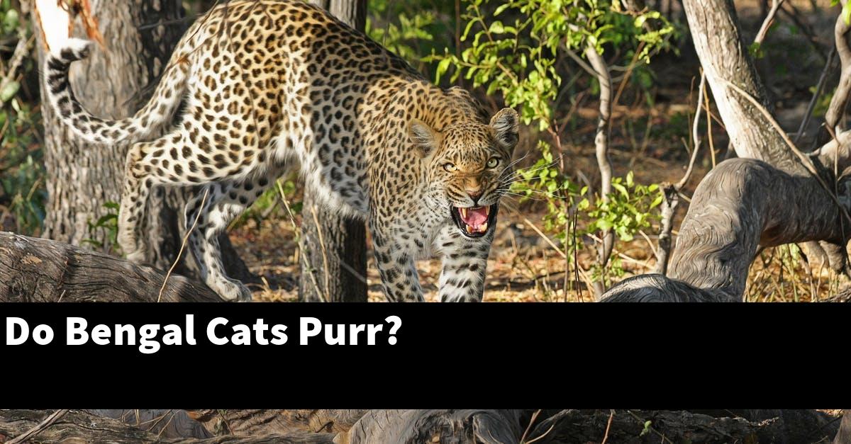 Do Bengal Cats Purr?