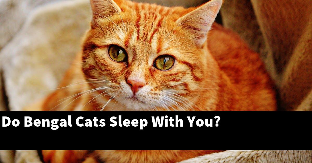 Do Bengal Cats Sleep With You?