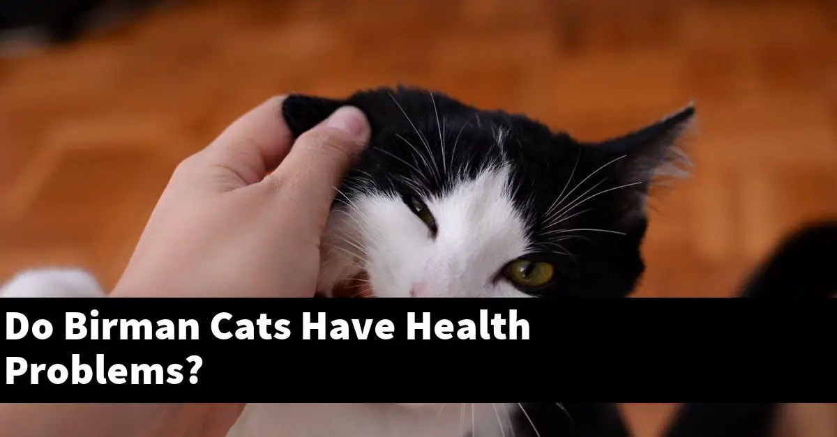 Do Birman Cats Have Health Problems?